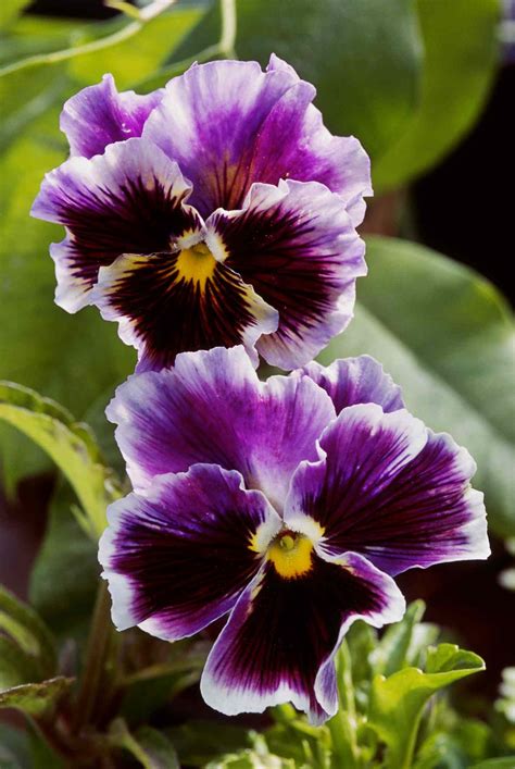 pansies images